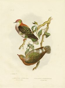 Paloma Frutera Magnífica, 1891 de Gracius Broinowski